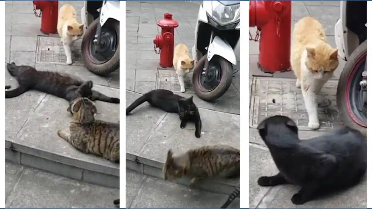 Hahaha! Video Lucu Saat Kucing Terciduk Mesra Bareng 'Selingkuhan'