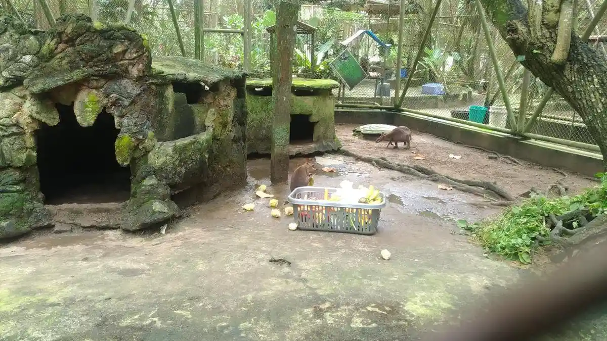 Jambi Top 7, Kelakuan 1 Pengasuh Ponpes di Tebo di Kandang dan Kamar