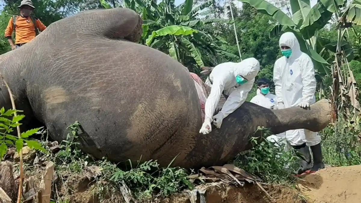 Gajah Mati di Kebun Cabai di Pidie Dibedah, Petugas BKSDA Aceh dan FFI Pakai APD