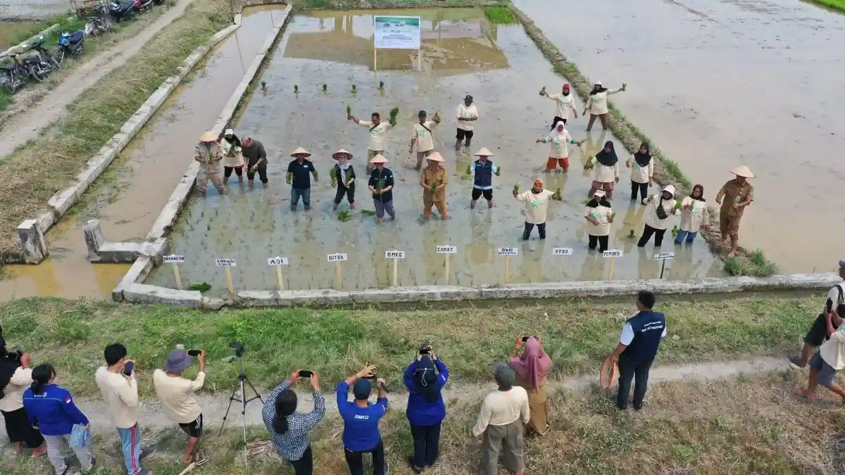 Bertahan di Tengah Kemarau Panjang, Lonjakan Harga Gabah dan Krisis Iklim