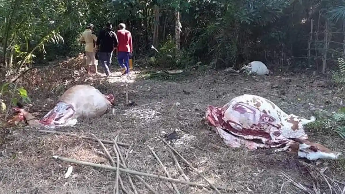 Tiga Sapi di Bambalamotu Pasangkayu Dicuri, Pelaku Hanya Menyisakan Kepala dan Perut