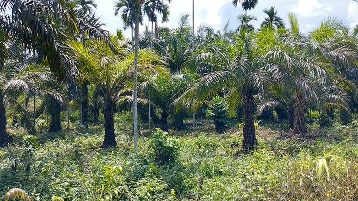 Update Harga Kelapa Sawit di Tanjung Jabung Timur, Hari Ini Mencapai Rp 1.900 Per Kilogram