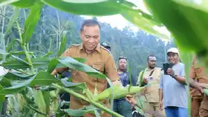 Ikram-M-Sangadji-panen-jagung.jpg
