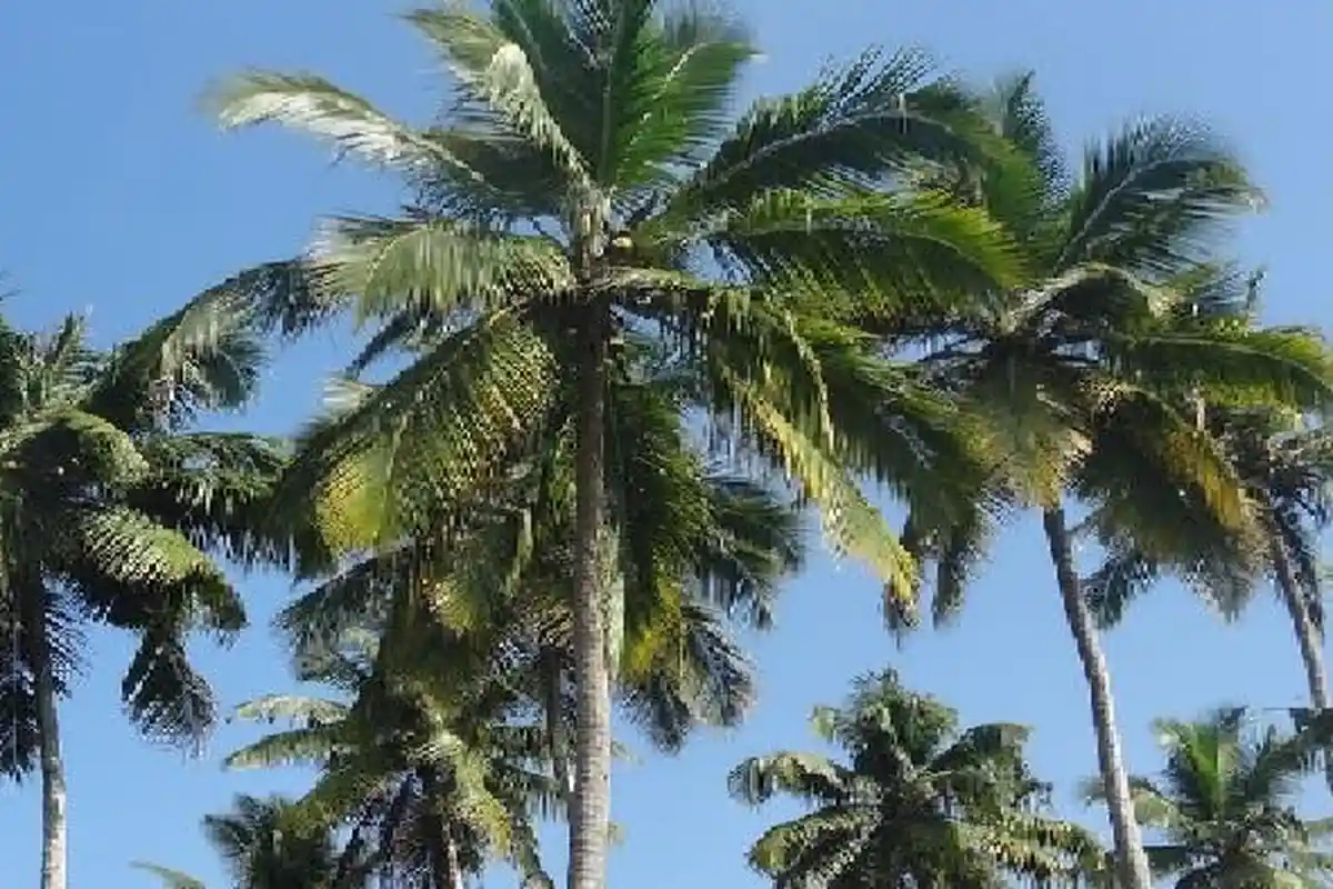 Kearifan Lokal Masyarakat Desa Oesusu, Masyarakat Panen Kelapa dan Pinang 3 Kali Setahun