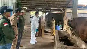 Balai-veteriner-cek-sapi-kurban-presiden-di-Seluma.jpg