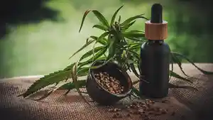 Kala-Pemerintah-dan-Ulama-Mulai-Pikirkan-Jalan-Ganja-untuk-Kesehatan.jpg