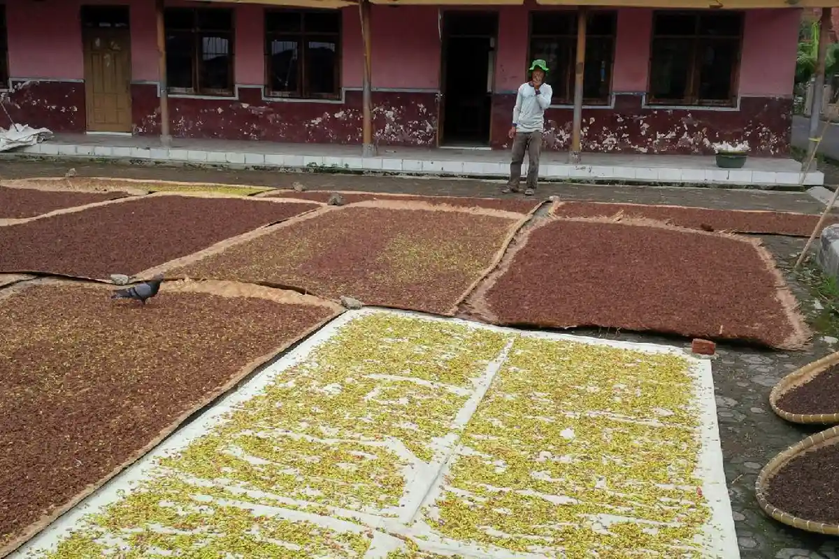 Pohon Cengkih Banyak yang Mati, Petani Pilih Tanam Durian dan Petai