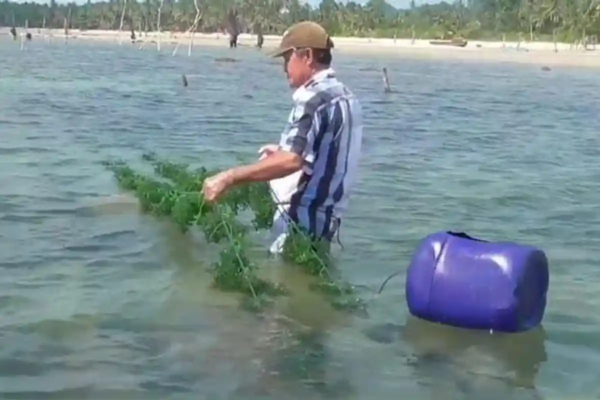 Bisa Jadi Ladang Cuan, DKP Lingga Dorong Masyarakat Pesisir Budidaya Rumput Laut