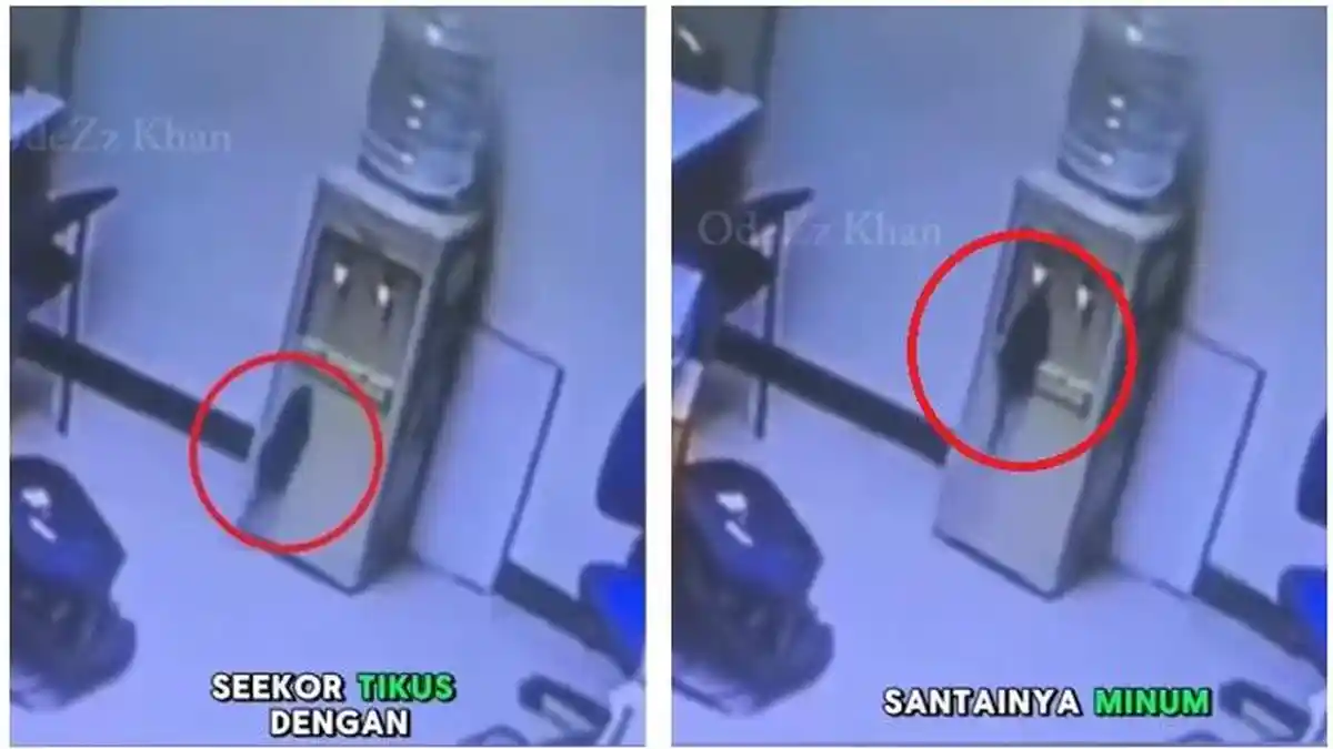 Heboh Tikus Minum dari Kran Dispenser, Ternyata Binatang Pengerat Ini Doyan Air dari Galon Biru