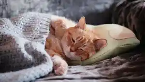 Arti-Mimpi-Digigit-Kucing-Termasuk-Menghadapi-Krisis-Keuangan.jpg