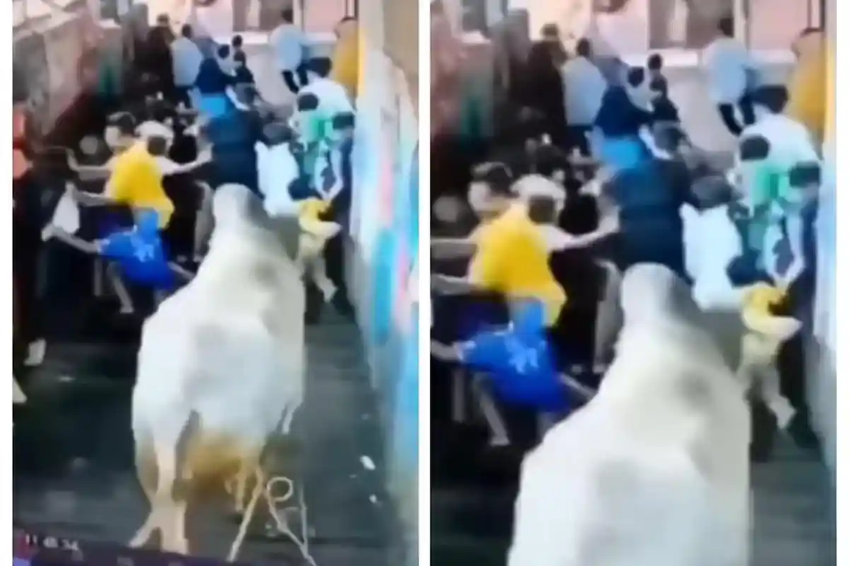 KRONOLOGI Sapi Kurban Seruduk Lima Orang di Bojongloa Kaler Bandung, 1 Anak Alami Patah Tulang