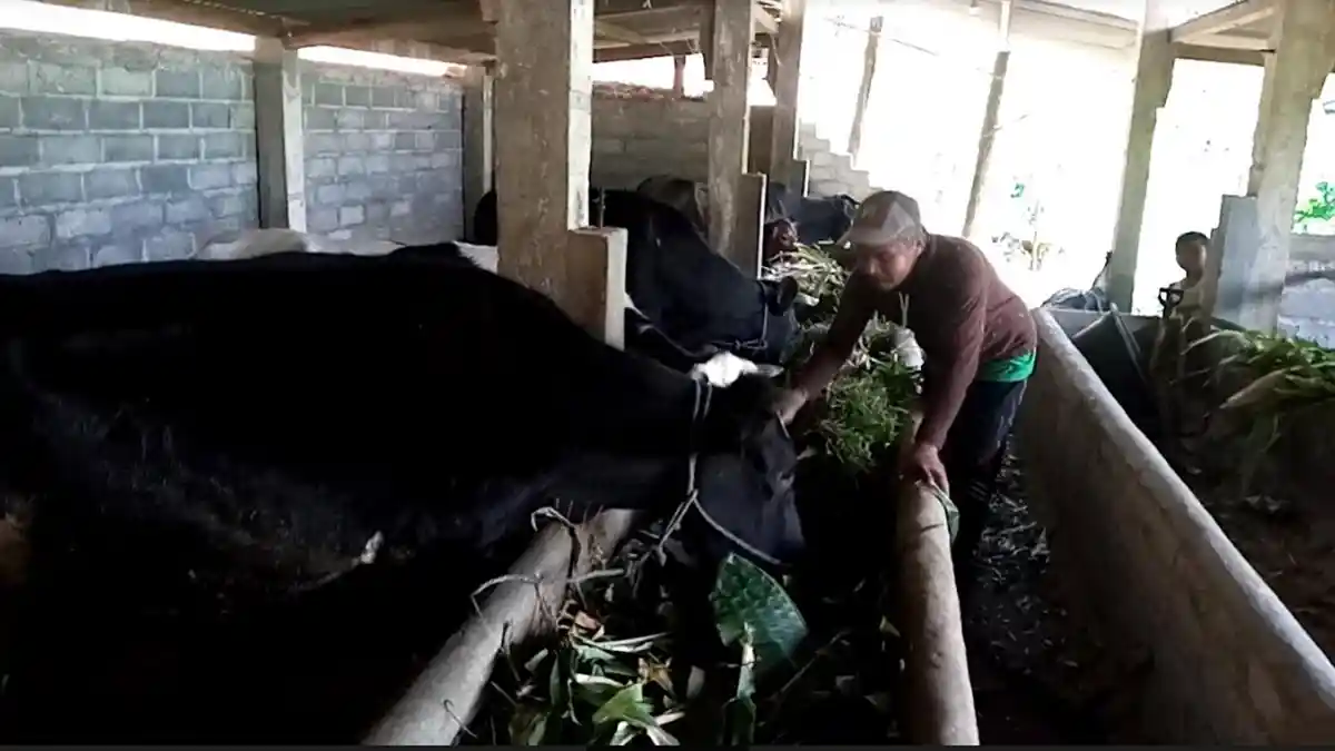 Serangan Antraks di Tulungagung, Produksi Susu Sapi di Sidomulyo Tak Terpengaruh & Peternakan Normal
