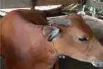 Stok Sapi untuk Meugang di Aceh Timur Aman di Tengah Duka Pascabanjir