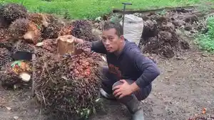 Maulana-Petani-Sawit-di-Kabupaten-Bangka.jpg