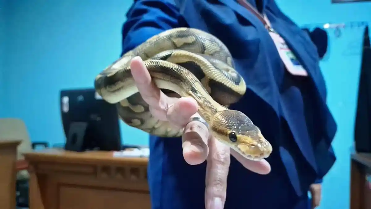 Menengok Koleksi Ular Unik di Mako Damkar, Harga Ball Python Capai Rp5 Juta