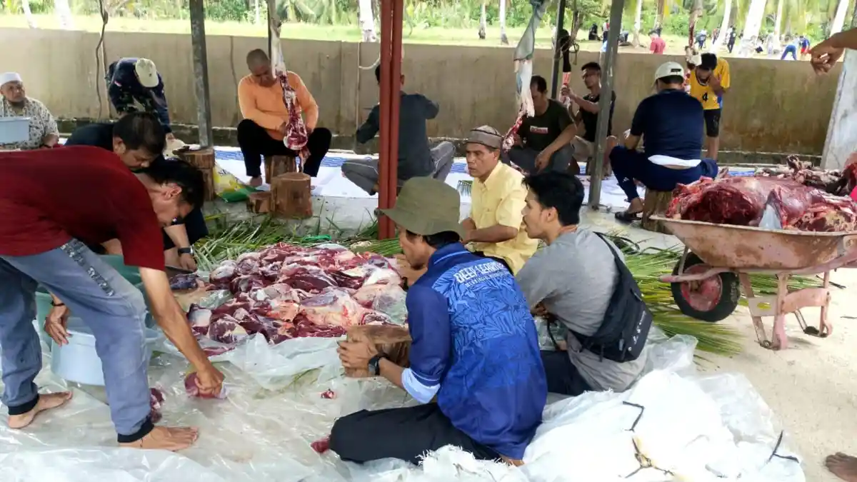 Semangat Iduladha di Natuna, Surau Al-Hidayah Siman Ranai Sembelih 12 Sapi Kurban - POTONGDAGING.jpg