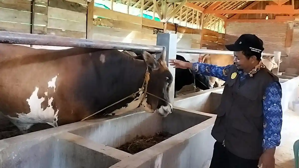 Jelang Idul Adha, DP4 Blora Waspadai Penyakit Menular pada Hewan Ternak