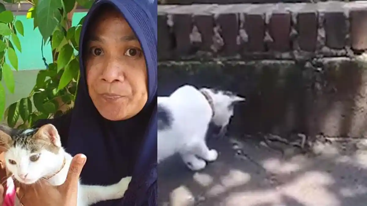Cara Kucing Selamatkan Satu Keluarga di Mojokerto dari Teror Ular Kobra, Lihat Gerakan Mematikannya