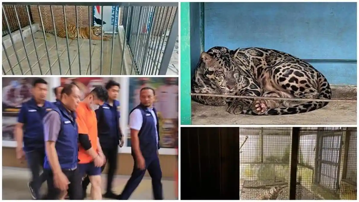 Andre Pemilik Harimau yang Terkam Suprianda hingga Tewas Punya Anjing Herder hingga Pitbul Ilegal