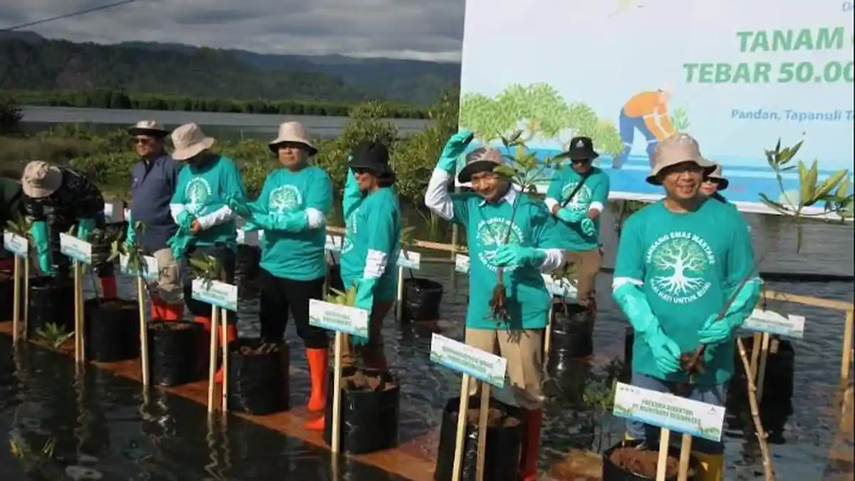 60 Ribu Tanaman Mangrove hingga 50.000 Bibit Kerang dan Kepiting Ditebar di Pesisir Tapanuli Selatan