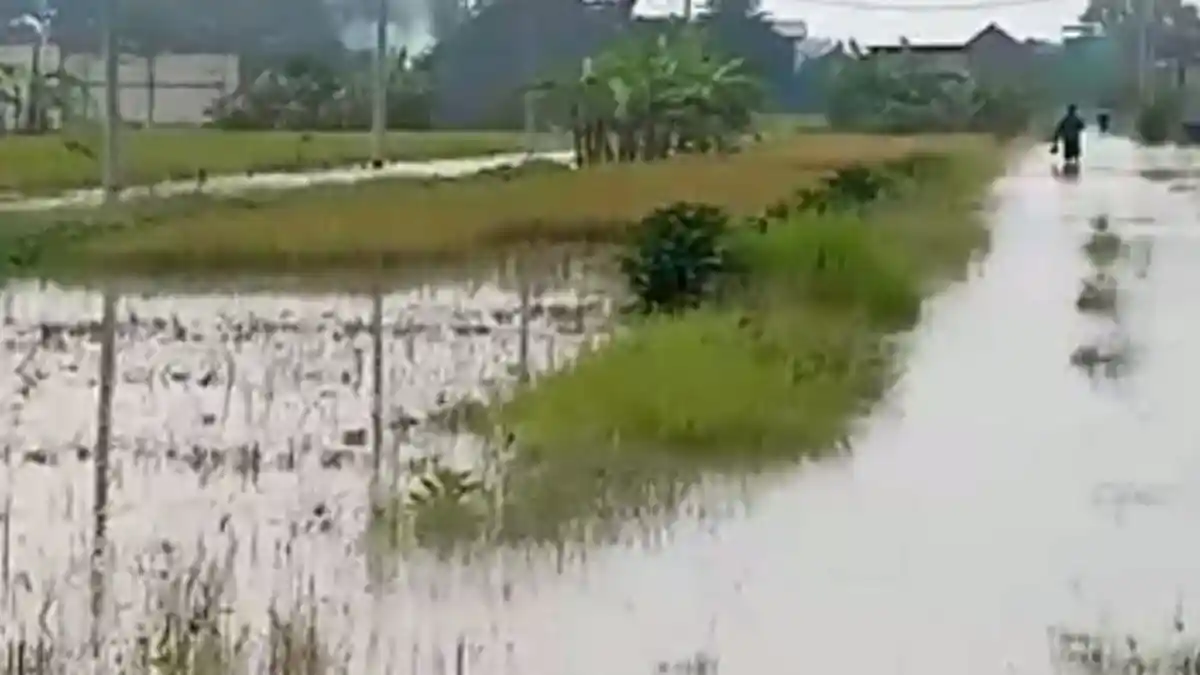 Dapat Kiriman Banjir, Anak Kali Lamong Pecah Menggenangi Jalan Raya dan Areal Pertanian di Gresik