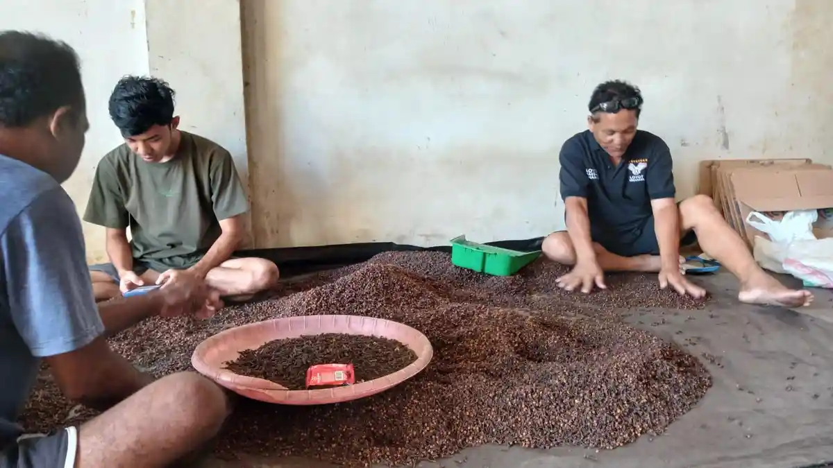 Info Harga Terbaru Cengkih dan Kopra di Manado Sulawesi Utara