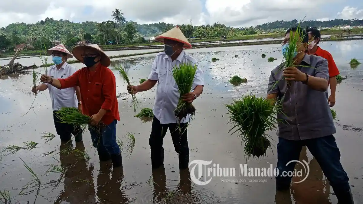Gubernur Olly Dondokambey Tanam Padi dan Bajak Sawah di Desa Touliang Minahasa