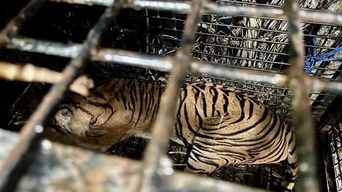 Arti Mimpi Dikejar Harimau, Bakal Dapat Banyak Kerjaan