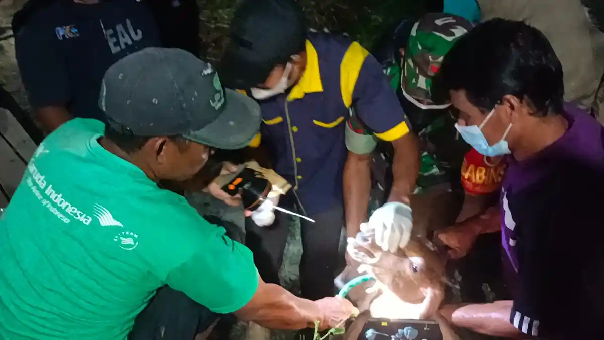 Hasil Sampel Ternak Sapi dan Kambing di Kota Tarakan Negatif PMK, Ini Imbauan Medik Veteriner
