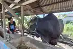 Sapi-limousin-di-Tarakan-01-29052026.jpg