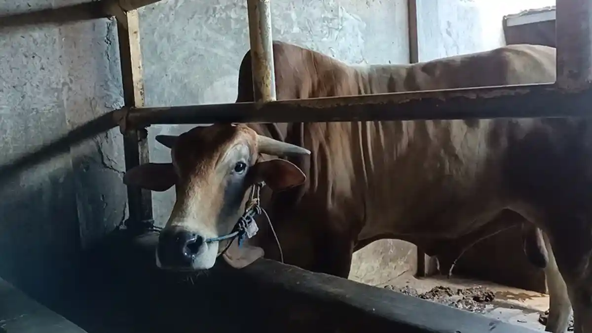 Inilah Si Jaup, Sapi di Indramayu yang Berbobot 900 Kilogram, Sudah Terjual dengan Harga Rp 50 Juta