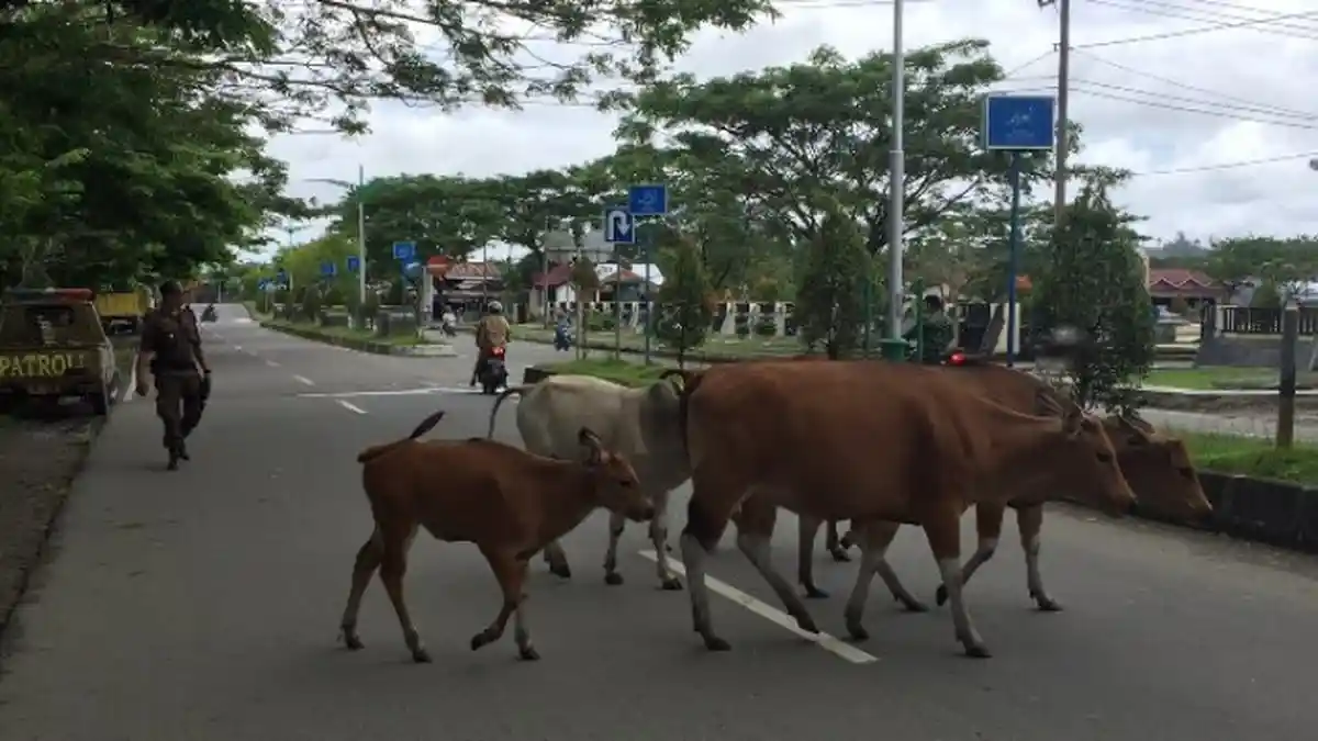 Ternak Liar 'Teror' Pengguna Jalan di Kota Sinabang