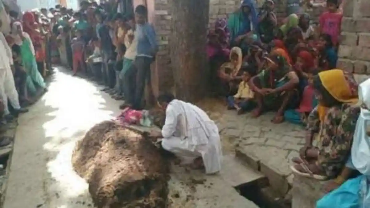 Tragis, Suami Kubur Istri dengan Kotoran Sapi Setelah Dipatuk Ular
