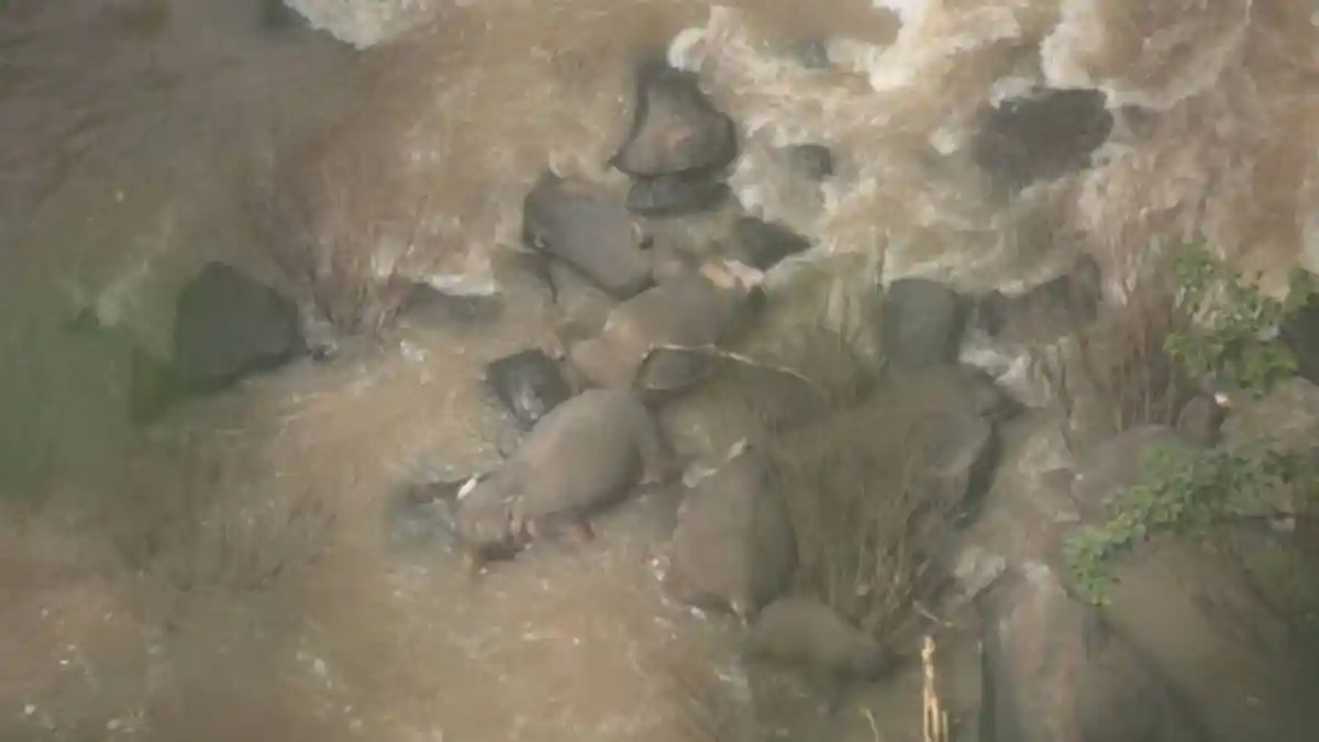 Selamatkan Anggota Kawanan, 6 Gajah Liar di Thailand Mati Terjatuh di Air Terjun