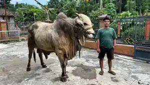 Sapi-PO-bernama-Bima-Seta-berbobot-977-kilogram-Klatrn.jpg
