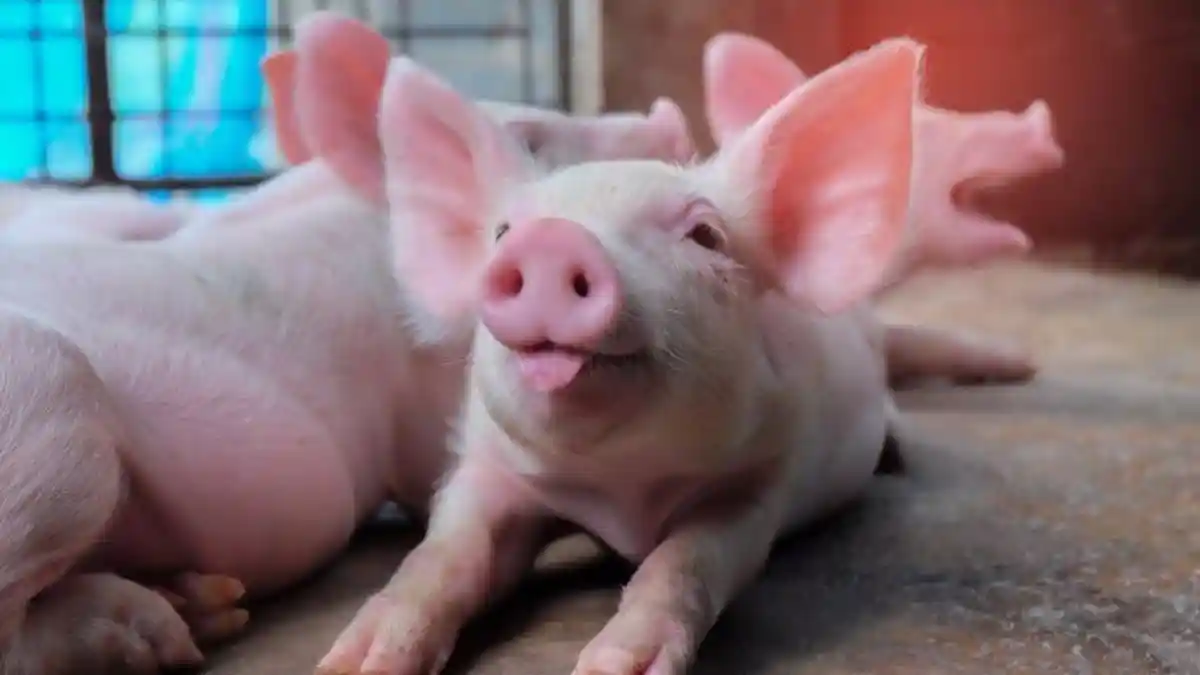 Sosok Lawrence, Pria Asal AS yang Transplantasi Jantung Babi, Kondisi Terbarunya Bikin Tercengang