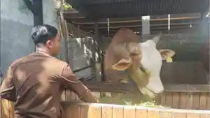Peternak-dari-Kelurahan-Dasan-Geres-Sapi-Jikowi.jpg