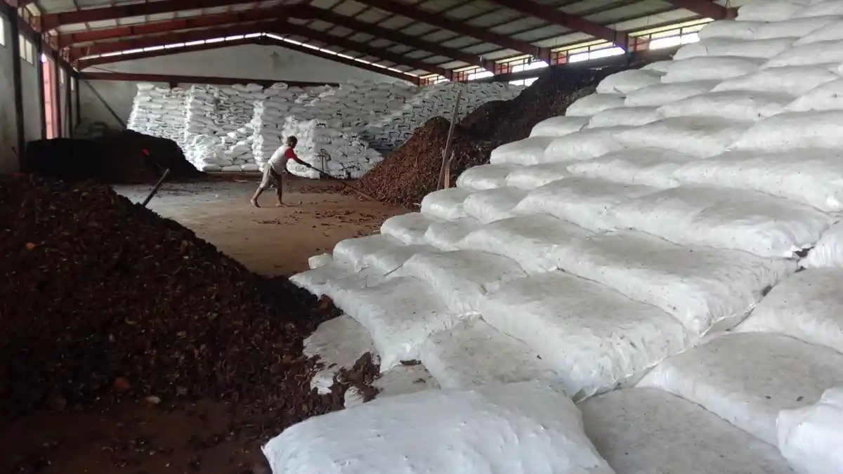 Berikut Harga Kopra, Cengkeh, Pala, Fuli dan Coklat di Halmahera Utara Sabtu, 18 Juni 2022