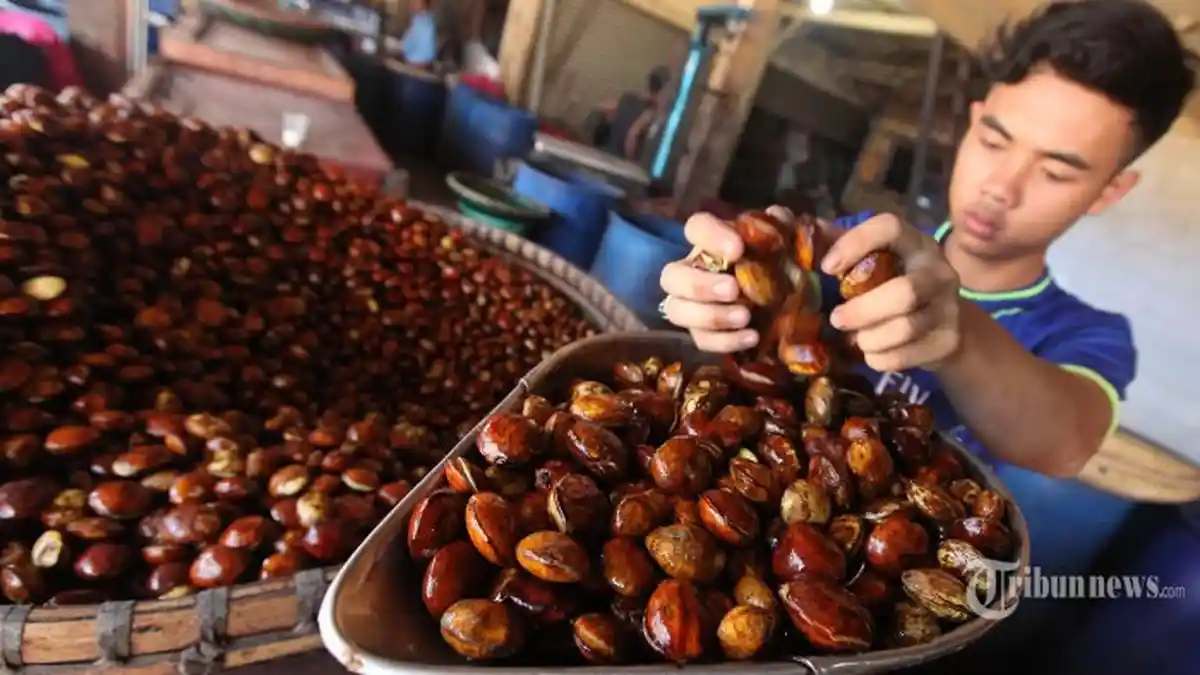 Wow! Jengkol Ternyata Punya Khasiat Luar Biasa, Salah Satunya Bisa Membunuh Sel Kanker