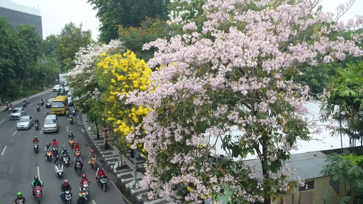 Secantik Tampilannya, Bunga Tabebuya yang Sulap Surabaya Jadi Romantis Simpan Manfaat Kesehatan