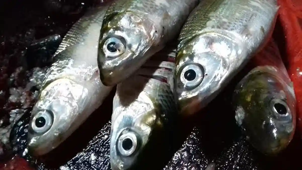 Ini Ciri Ikan Bandeng Asli Pangkep, Banyak Bandeng 'Impor' di Pangkep - bandeng-pangkep-asli-nih_20160209_090856.jpg