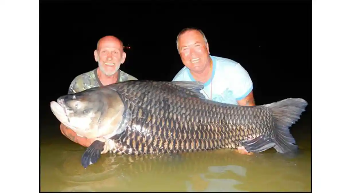 Abu Kremasi Teman Jadi Umpan, Dua Pemancing Ini Dapat Ikan Monster 81 Kg