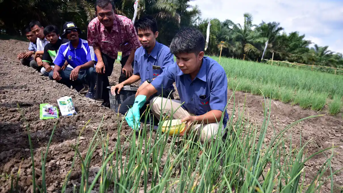 Prospek Kerja Jurusan Agronomi: Pengawas Perkebunan, Pengembang Benih Tanaman, Penyuluh Pertanian