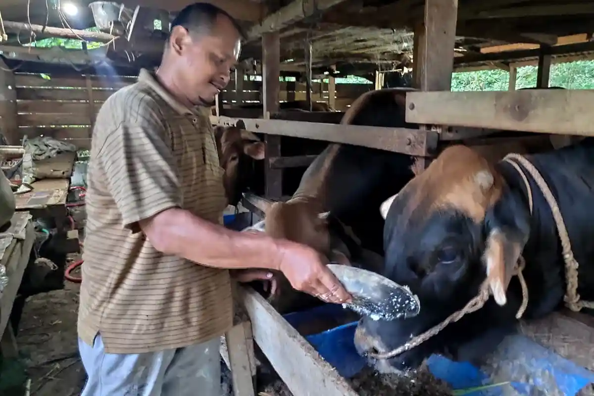 Miswar, dari Peternak Kambing Ke Sapi Limousin, Hasilnya Mengejutkan