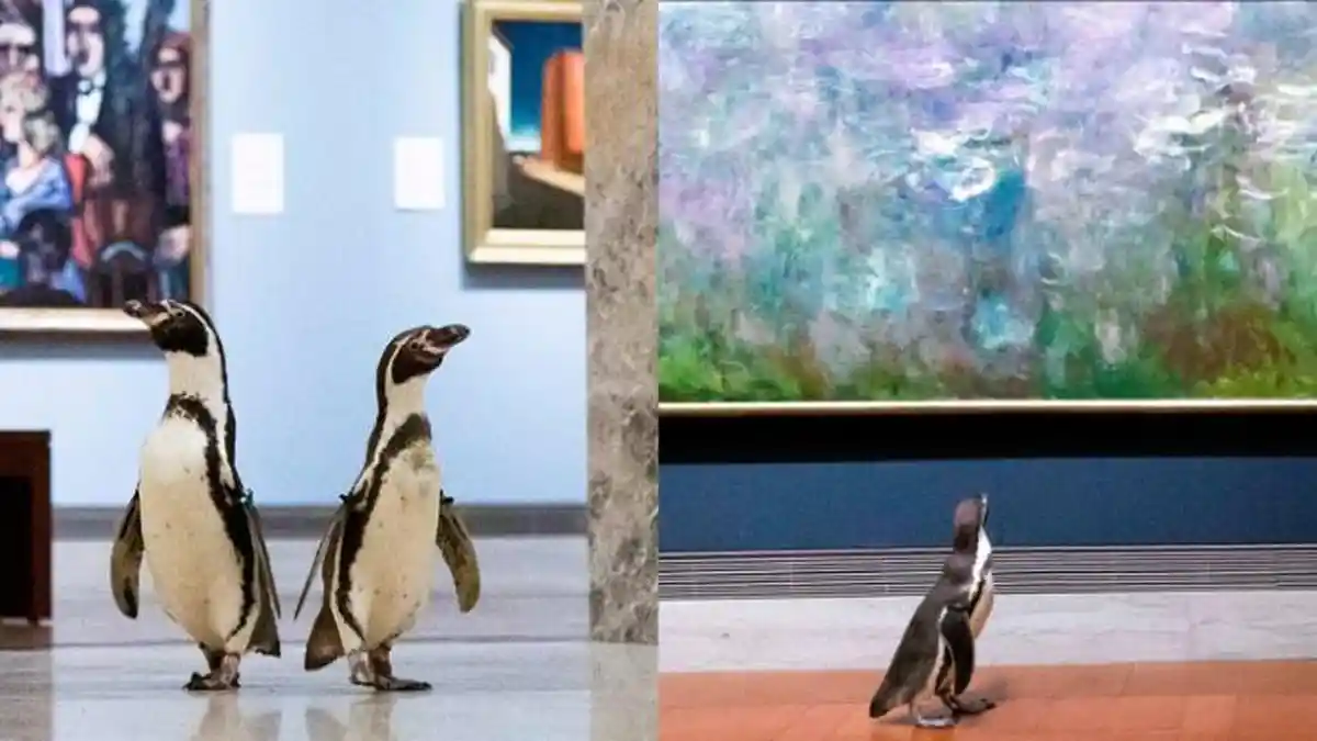 Video 3 Ekor Penguin Berkunjung ke Museum Seni Nelson-Atkins, Lelucon April Mop yang Jadi Nyata