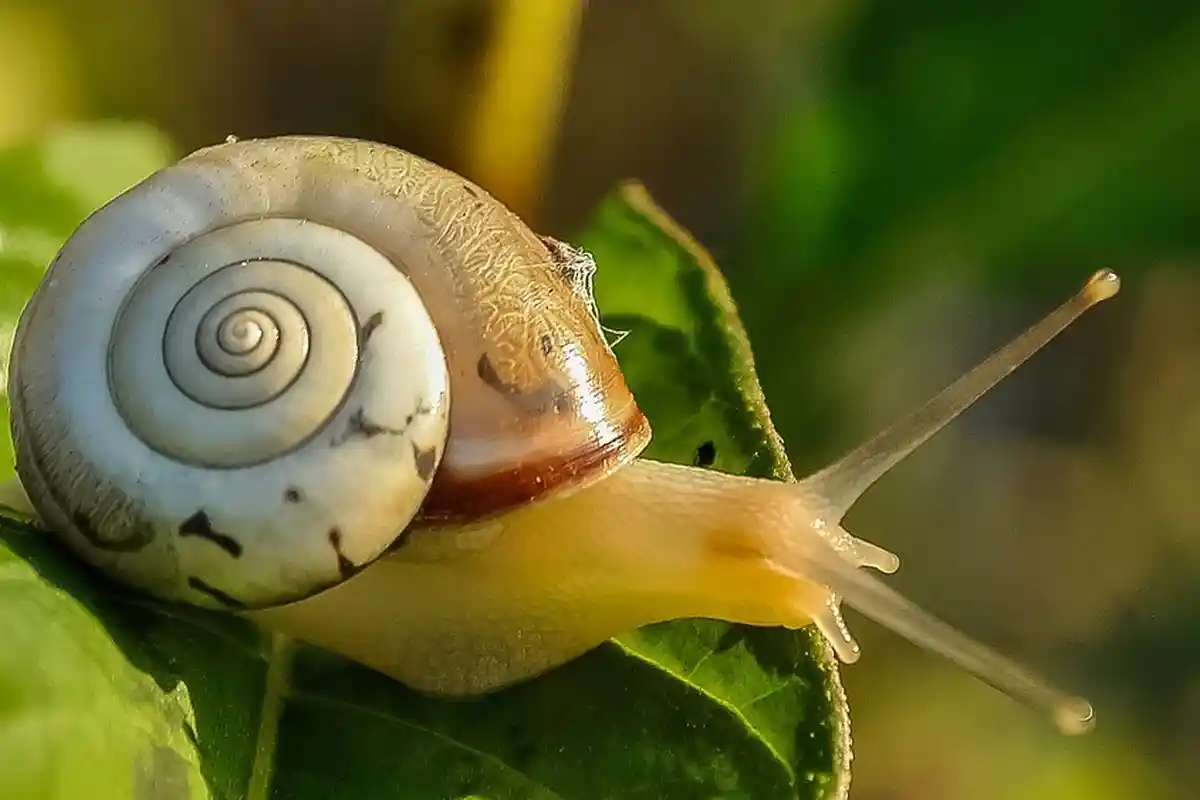 Arti Mimpi Melihat Keong, Bisa Jadi Pertanda Buruk Soal Cinta, Ini Tafsiran Lengkapnya