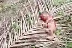 Sesosok Jasad Bayi dengan Tubuh Tercabik-cabik Ditemukan di Kampar