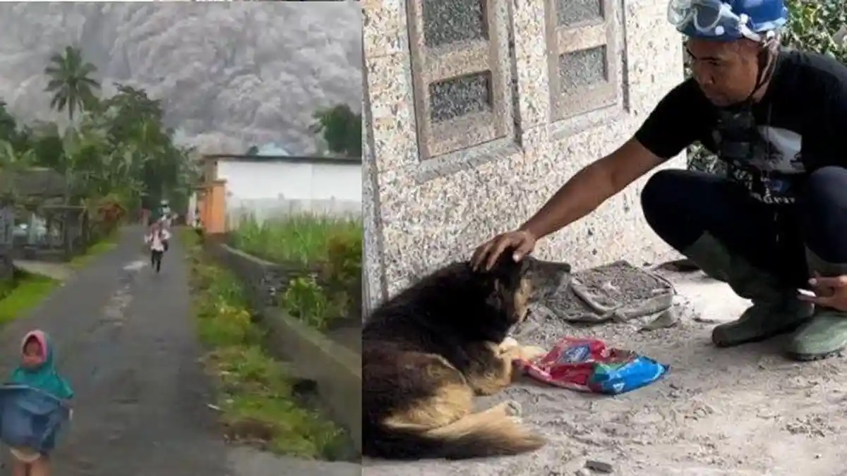 KISAH Anjing Nemo, Setia Tunggu Tuannya Pulang, Diduga Tewas Jadi Korban Semeru, Temukan 3 Jasad