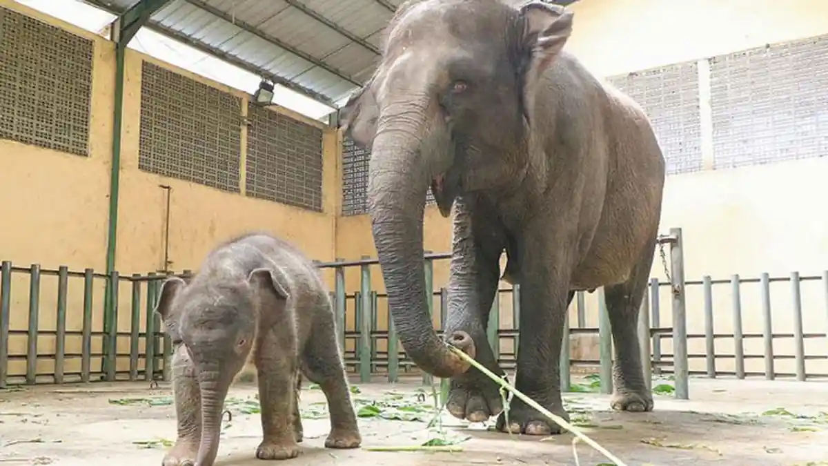 4 Arti Mimpi Melihat Gajah, Primbon Jawa: Mimpi Melihat Gajah Bermain Sirkus Pertanda Buruk
