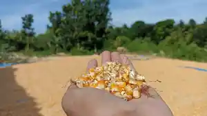 jagung.jpg